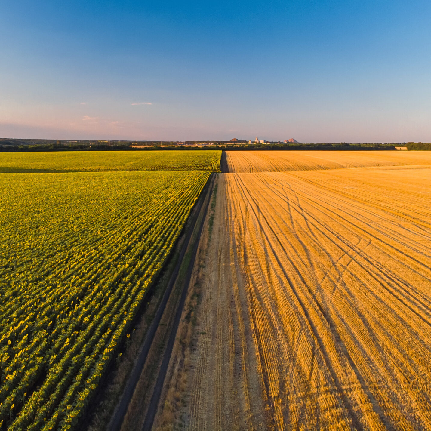 Colorful farm fields from above. Sunflower, wheat, rye and corn. Agricultural background